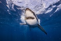 Underwater view of white shark with bait in mouth, Campeche, Mexico — Stock Photo