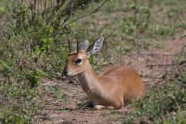 Steenbok disteso a terra nella riserva nazionale di Masai Mara, Kenya — Foto stock