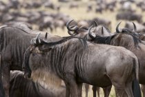 Herd of wildebeests in masai mara national reserve, Kenya — Stock Photo
