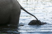 Éléphant et veau dans la rivière à Abu Camp, delta de l'Okavango, Botswana — Photo de stock
