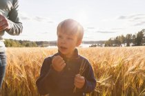 Хлопчик на полі пшениці досліджує пшеницю, Лоха, Фінляндія. — стокове фото