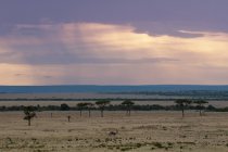 Belo céu violeta durante o pôr do sol e animal no campo, Masai Mara, Quênia — Fotografia de Stock