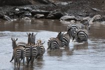 Zebras cruzando rio em Masai Mara, Quênia — Fotografia de Stock