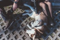Обрезанный вид на пару, сидящую с собакой — стоковое фото