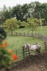 Vista de ángulo alto del caballo gris manzana atado a la cerca de paddock - foto de stock