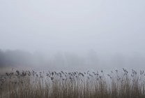 Scena rurale di campo con nebbia, Houghton-le-Spring, Sunderland, Regno Unito — Foto stock