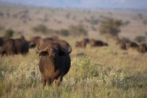 African Buffalos on field, Lualenyi Game Reserve, Kenya — Stock Photo
