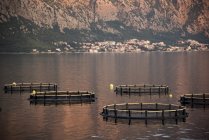 Jaula circular redes de pesca en el agua, Kotor, Montenegro, Europa - foto de stock