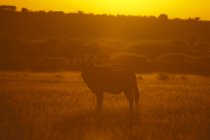 Gemsbok passeggia nel prato nella Valle dell'Inganno, Riserva Naturale del Kalahari Centrale, Botswana — Foto stock
