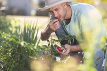 Молодой человек в саду дегустирует чили из растения чили — стоковое фото