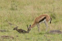 Thomson Gazelle mit Neugeborenem, Masai Mara Nationalreservat, Kenia — Stockfoto