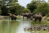 Elephants crossing river in Lualenyi Game Reserve, Kenya — Stock Photo