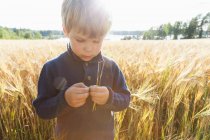 Niño en campo de trigo examinando trigo, Lohja, Finlandia - foto de stock