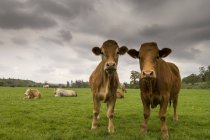 Dos vacas de pie en un campo, Condado Kilkenny, Irlanda - foto de stock