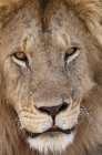 Close-up de Leão em Masai Mara, Quênia — Fotografia de Stock