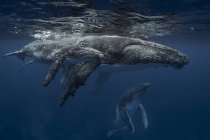 Baleia jubarte (Megaptera novaeangliae) e vitela nas águas de Tonga — Fotografia de Stock