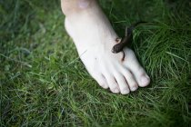 Vue rapprochée du triton à pied d'un adolescent — Photo de stock