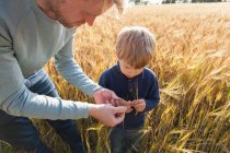 Padre e figlio nel campo di grano esaminando grano, Lohja, Finlandia — Foto stock