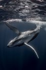 Balena megattera nelle acque di Tonga — Foto stock