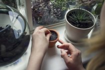 Vue sur l'épaule de la main de la femme tendant la plante en pot sur le rebord de la fenêtre — Photo de stock