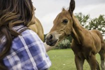 Young woman crouching and petting foal — Stock Photo