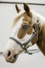 Porträt des Pferdes, Nahaufnahme — Stockfoto