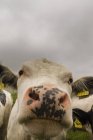 Primo piano di una mucca, contea di Wexford, Irlanda — Foto stock
