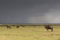 Gnus auf einer Wiese im Masai Mara Nationalreservat, Kenia — Stockfoto