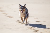 Bonito pouco cão correndo na praia arenosa — Fotografia de Stock