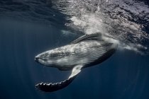 Ballena jorobada en aguas de Tonga - foto de stock