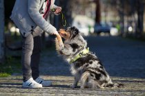 Чоловік тримає лапу собаки в парку, обрізаний — стокове фото