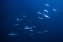 Tiburones nadando en el mar, Socorro, Baja California - foto de stock