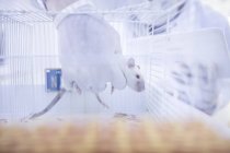 Работник лаборатории поднимает белую крысу из клетки — стоковое фото