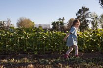 Junges Mädchen, das neben Feldfrüchten auf dem Bauernhof geht, Seitenansicht — Stockfoto
