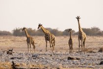 Giraffe a piedi al Parco Nazionale di Etosha, Namibia — Foto stock