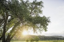 Paisagem rural, luz solar brilhando através de árvores, Bridger, Montana, EUA — Fotografia de Stock