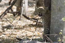 Leopard виглядає зі дерево в Дельта Окаванго, Ботсвани — стокове фото