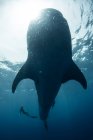 Diver swimming near whale shark, Cancun, Quintana Roo, Mexico, North America — Stock Photo