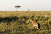 Hiaena manchada caminhando no campo com grama, Reserva Nacional Masai Mara, Quênia — Fotografia de Stock
