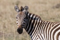 Una Zebra che guarda la macchina fotografica, Masai Mara, Kenya — Foto stock