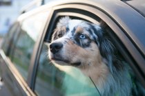 Blue eyed dog looking out from car window, portrait — Stock Photo
