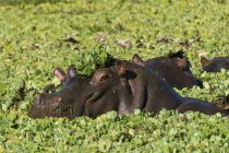 Hipopótamos no rio com plantas, Reserva Nacional Masai Mara, Quênia — Fotografia de Stock