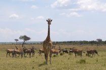 Masai Giraffa (Giraffa camelopardalis), Masai Mara, Kenya . — Foto stock