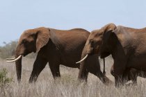 Vista lateral de dos elefantes caminando sobre hierba en la Reserva de Lualenyi, Kenia - foto de stock