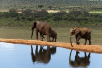 Elefantes caminhando perto de um buraco de água no Tsavo East National Park, Quênia — Fotografia de Stock