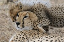 Cute Cheetah cub playing with mother, Masai Mara National Reserve, Kenya — Stock Photo