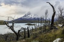 Kahle Bäume in Seenlandschaft und niedrige Wolken über den Bergen, Torres del Paine Nationalpark, Chili — Stockfoto