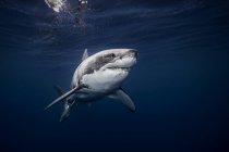 Underwater view of white shark swimming in blue sea, Sinaloa, Mexico — Stock Photo
