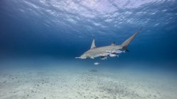 Vista submarina de un gran tiburón martillo nadando sobre el lecho marino, Bahamas - foto de stock