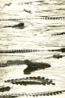 Grupo de crocodilos na lagoa do parque da vida selvagem, Djerba, Tunísia — Fotografia de Stock